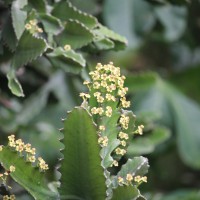 Euphorbia antiquorum L.